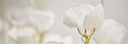 Maison-Francis-Kurkdjian Allure Absolue
